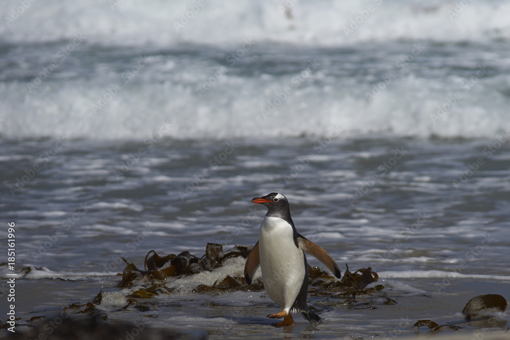Fototapeta premium Gentoo Penguin (Pygoscelis papua) coming ashore at The Neck on Saunders Island in the Falkland Islands.