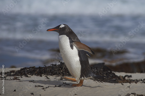 Gentoo Penguin  Pygoscelis papua  coming ashore at The Neck on Saunders Island in the Falkland Islands.