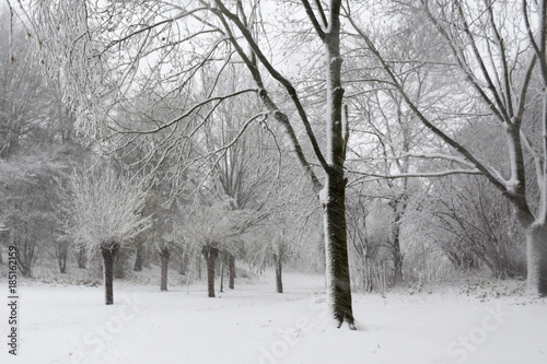 Snowfall and trees
