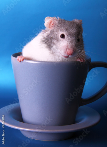 Syrian hamster in a teacup photo