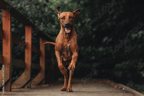 Fotografija Running Rhodesian Ridgeback