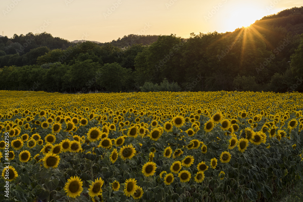 Obraz premium Tramonto Giallo