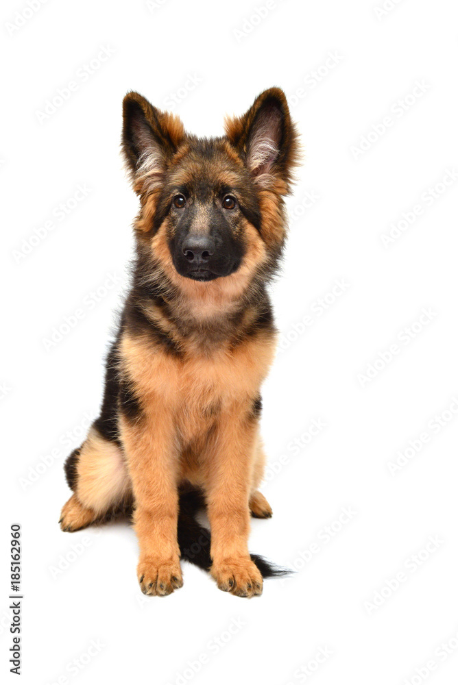 Fluffy German Shepherd dog isolated on white background. Puppy is beautiful, funny and attentive. Portrait, close-up