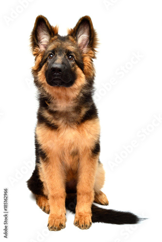 Fluffy German Shepherd dog isolated on white background. Puppy is beautiful, funny and attentive. Portrait, close-up