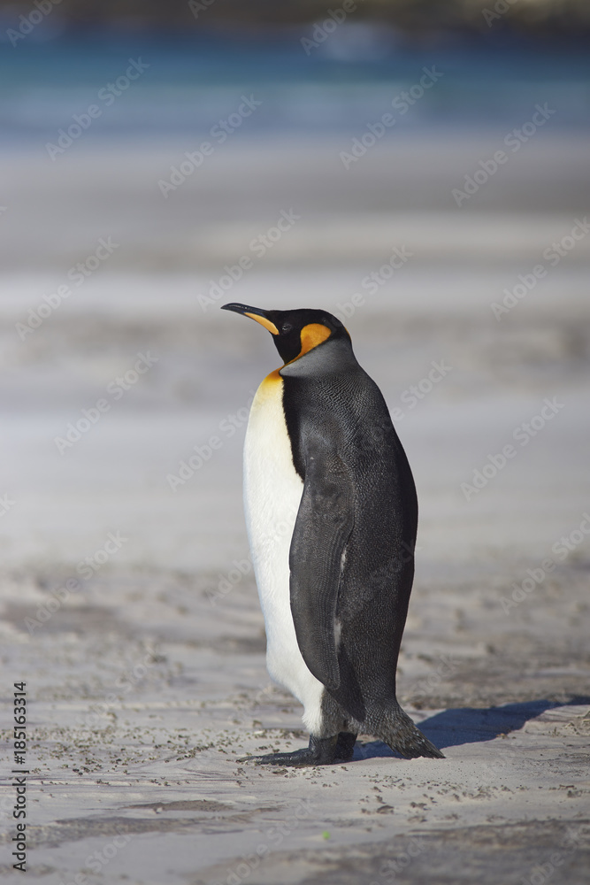 Naklejka premium King Penguin (Aptenodytes patagonicus) standing on a sandy beach at The Neck on Saunders Island in the Falkland Islands.