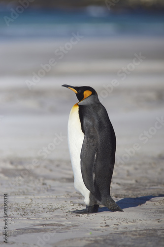 King Penguin  Aptenodytes patagonicus  standing on a sandy beach at The Neck on Saunders Island in the Falkland Islands.