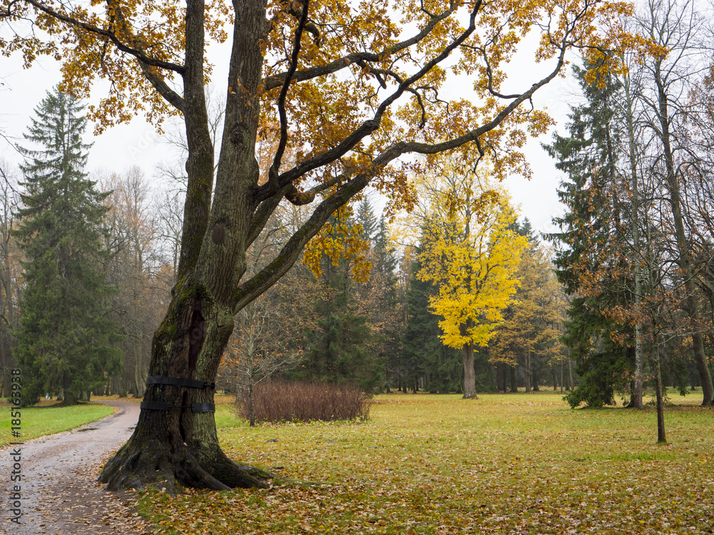 Fototapeta premium Beautiful autumn park. Autumn in Oranienbaum.