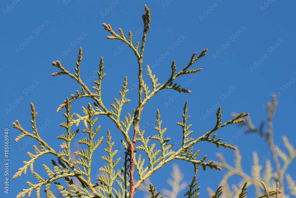 Branch of a thuja close up