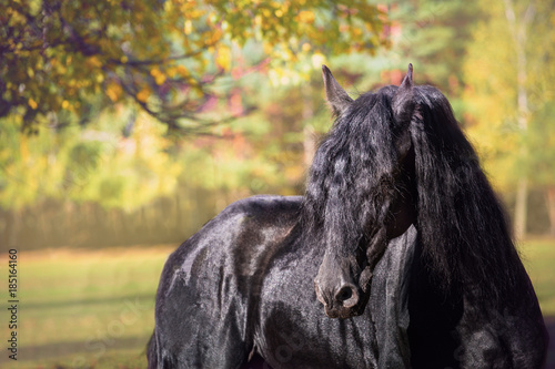 Fototapeta Naklejka Na Ścianę i Meble -  Portrait of the black Friesian horse on the autumn nature background
