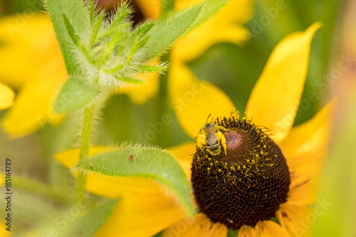 bee in flower with pollen