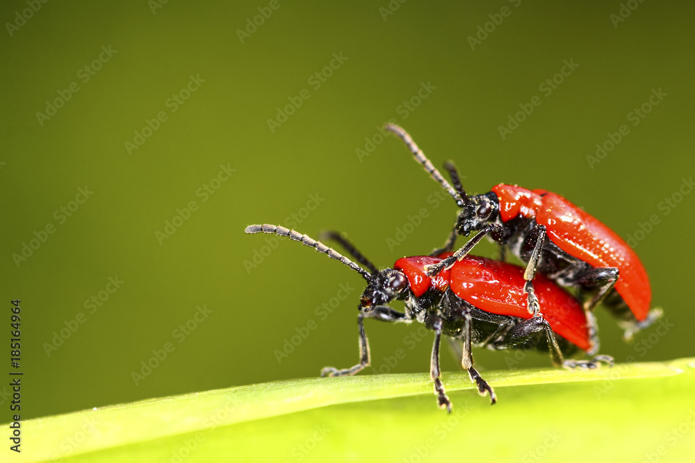 Naklejka premium Scarlet lily beetles mating