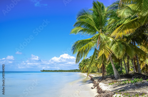 Fototapeta Naklejka Na Ścianę i Meble -  palm and beach