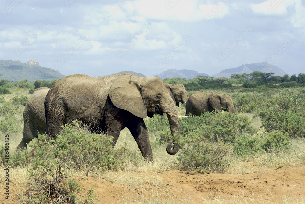 Elephants in Samburu National park, Kenya