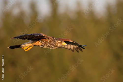 Harris's hawk © Milan