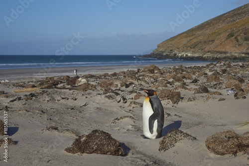 King Penguin  Aptenodytes patagonicus  standing on a sandy beach at The Neck on Saunders Island in the Falkland Islands.