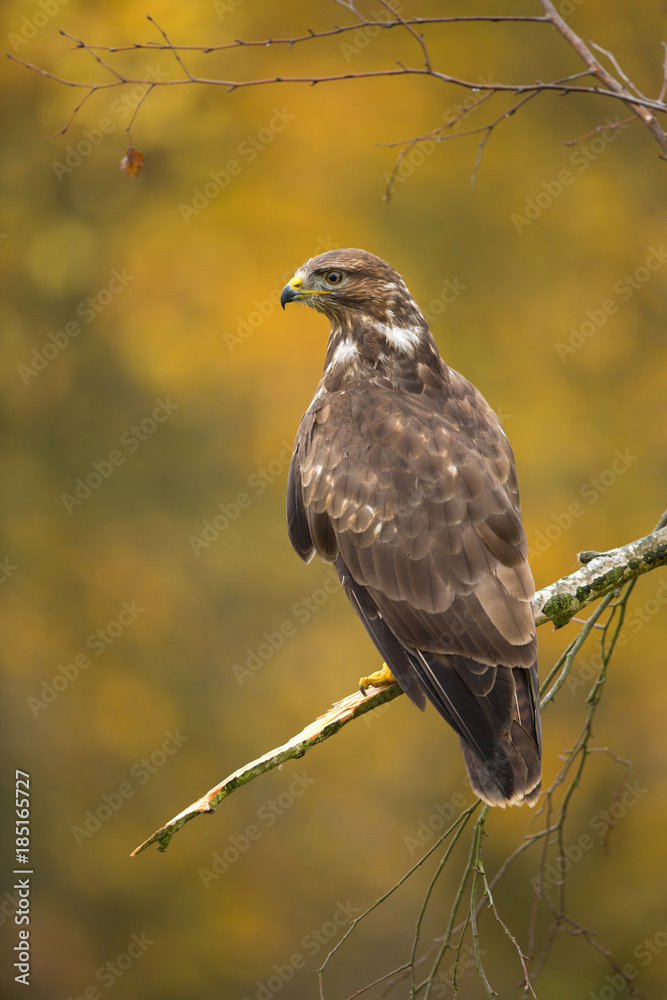 Fototapeta premium Common buzzard