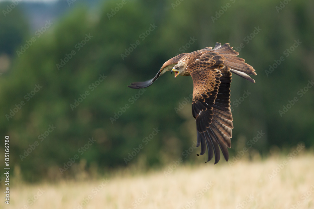 Fototapeta premium Red kite