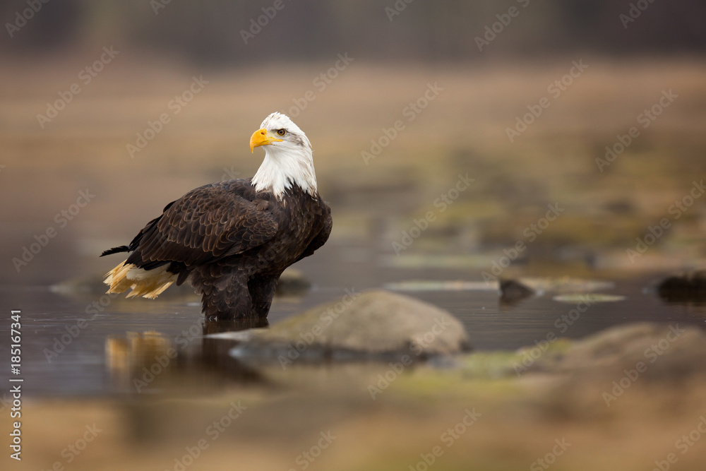 Fototapeta premium Bald eagle