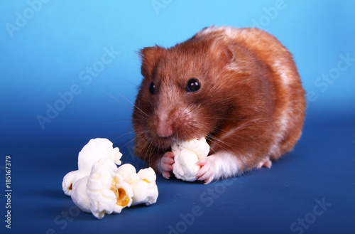 Syrian hamster eating popcorn photo