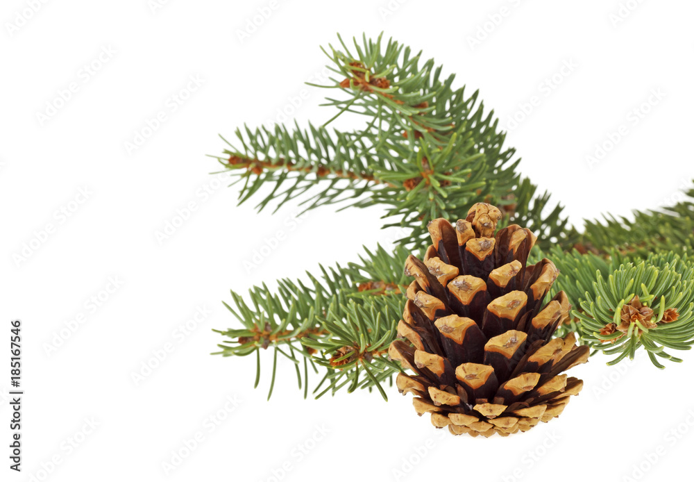 Branch of Christmas tree with cone isolated on a white background Branch of Christmas tree with cone isolated on a white background