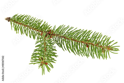 Fir tree branch isolated on a white background. Pine branch.