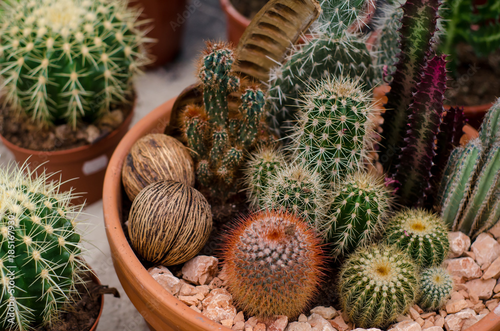 Fototapeta premium Cactus in shop-window