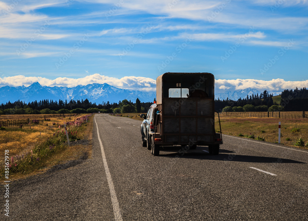Pickup Car with cattle on trailer wagon travel on the road in Beautiful Nature, New Zealand natural landscape Scenic route in New Zealand.