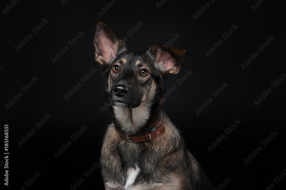 portrait of a mixed breed dog on the dlack background