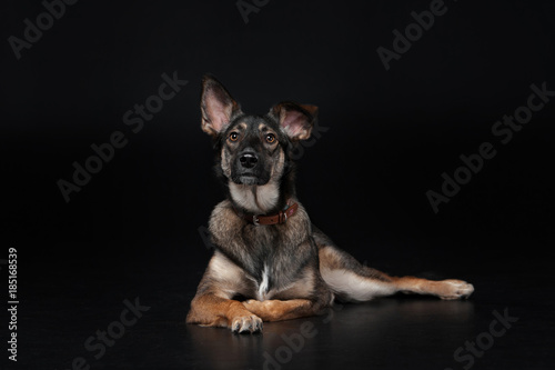 Fototapeta Naklejka Na Ścianę i Meble -  mixed breed dog lies on the black background