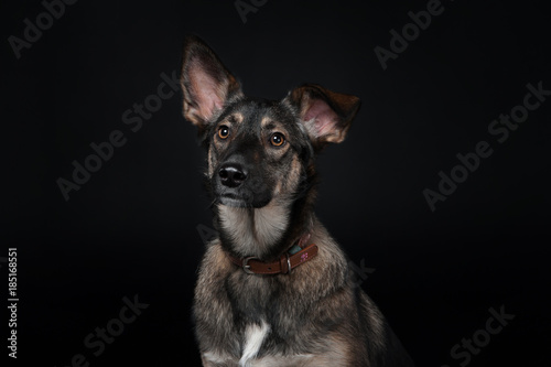portrait of a mixed breed dog on the dlack background