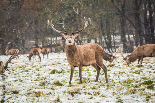 Fototapeta Naklejka Na Ścianę i Meble -  Portrait of majestic powerful adult red deer stag in winter forest.