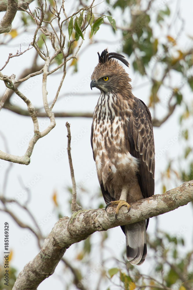 Changeable hawk-eagle Changeable hawk-eagle