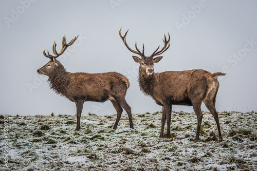 Portrait of majestic powerful adult red deer stag in winter forest.