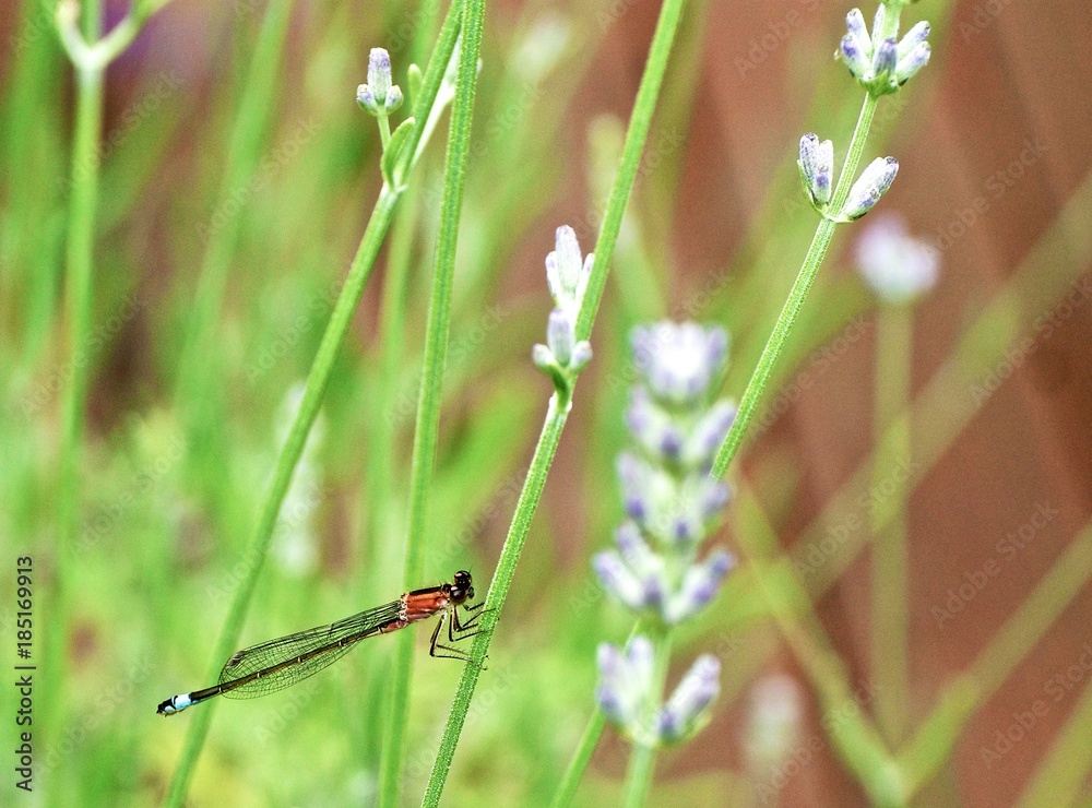 Libelle Libelle
