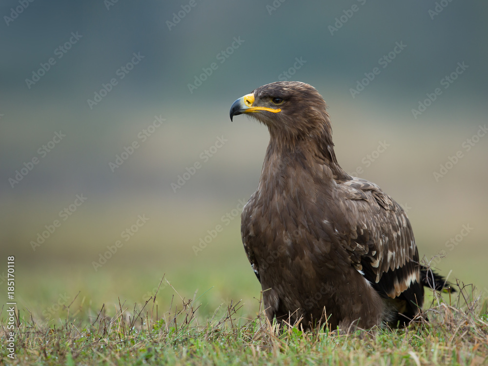 Fototapeta premium Steppe eagle
