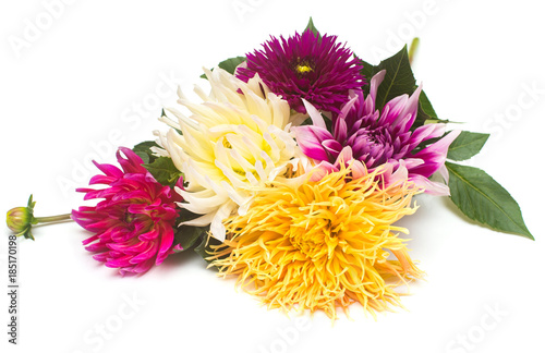 Fototapeta Naklejka Na Ścianę i Meble -  Flowers of beautiful bouquet dahlias macro nature isolated on white background. Botanical, concept, flora, idea. Flat lay, top view. Wedding, bride, love