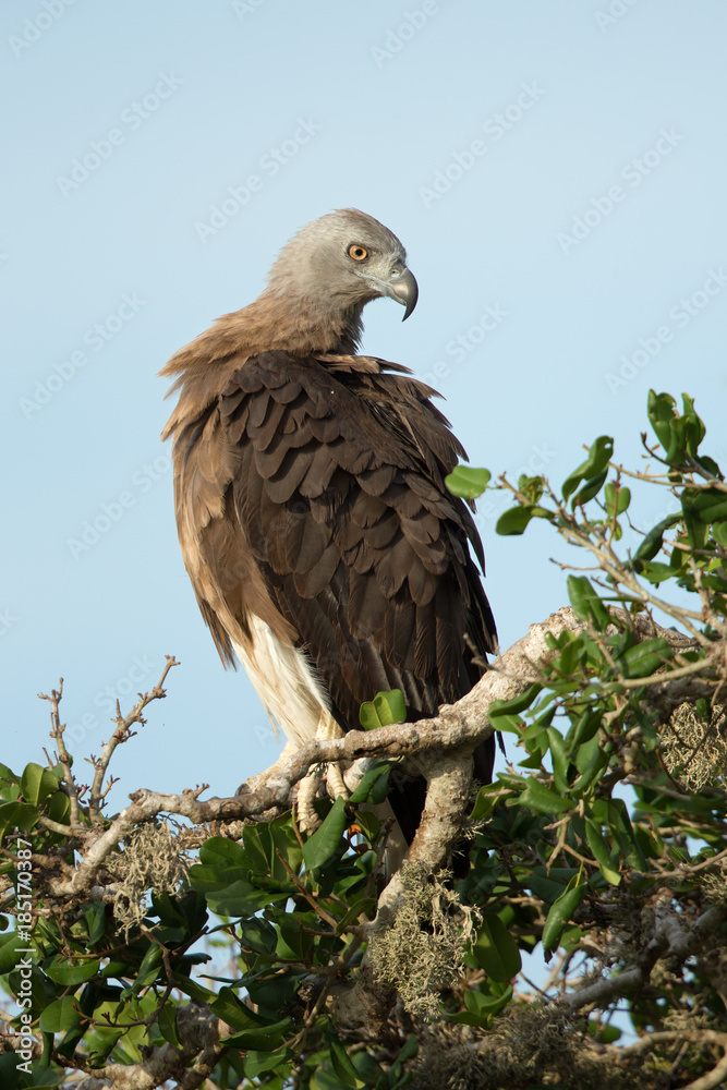 Grey-headed Fish-eagle Grey-headed Fish-eagle