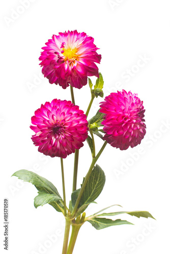 Fototapeta Naklejka Na Ścianę i Meble -  Flowers of beautiful bouquet pink dahlias macro nature isolated on white background. Botanical, concept, flora, idea. Flat lay, top view. Wedding, bride, love