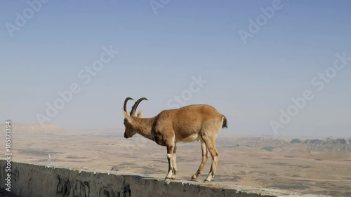 Nubian ibex (Capra Nubiana) at Makhtesh Ramon Crater. Negev desert. Israel. photo