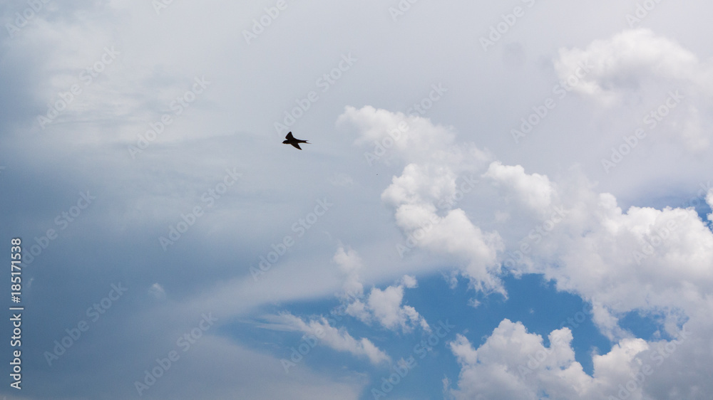 a bird flying in the clouds