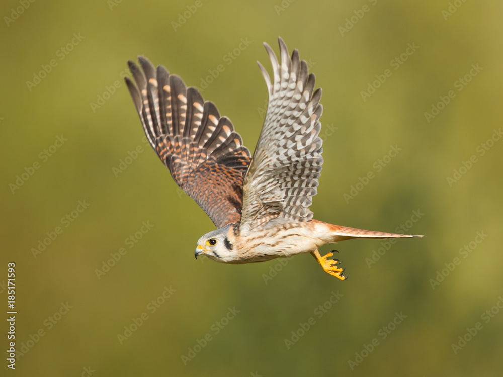 Fototapeta premium American kestrel