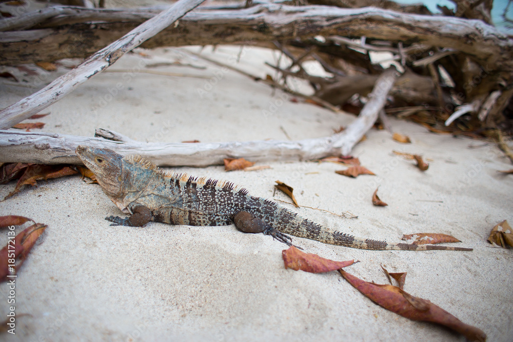 Bright colored Iguana sitting on the beach looking at camera. Bright colored Iguana sitting on the beach looking at camera.