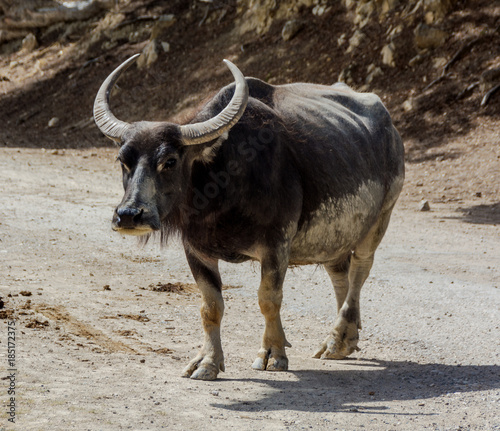 Asian water buffalo or Bubbalus bubbalis is on the road