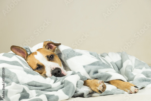 Funny young staffordshire terrier puppy lying covered in throw blanket and falling asleep. Tired or sick pitbull dog sleeping or resting under covers in bed in clean indoor bedroom conditions