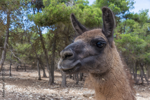 Portrait of guanaco  lama guanicoe against green foliage