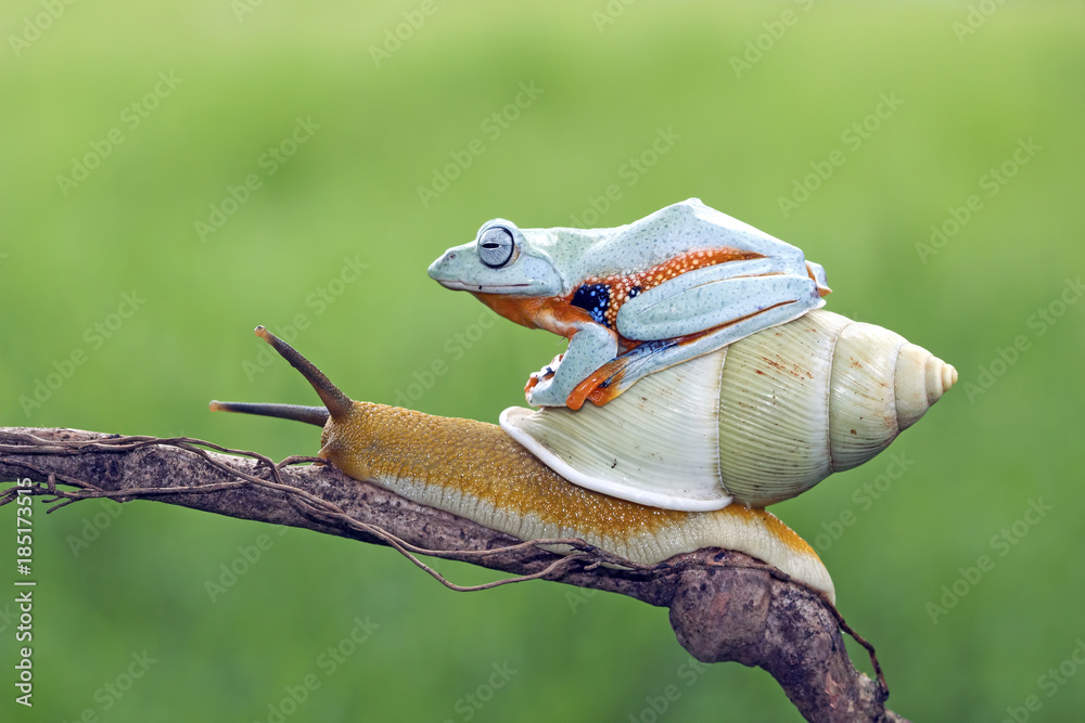 Obraz premium Rzekotka drzewna, latająca żaba, żaba jawajska
