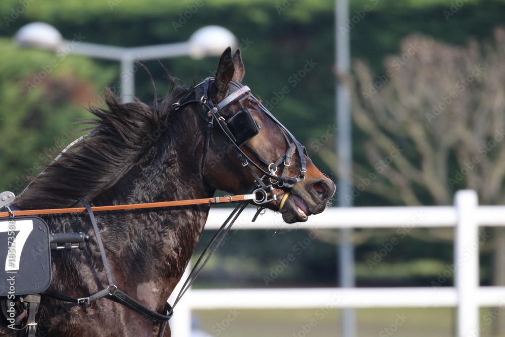Obraz premium trotteur