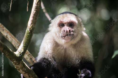 A monkey in the jungle of Costa-Rica, wildlife animals of Costa-Rica © Albina K