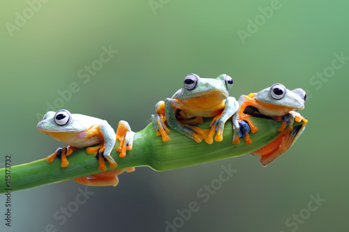 Rzekotka, latająca żaba, javan tree frog