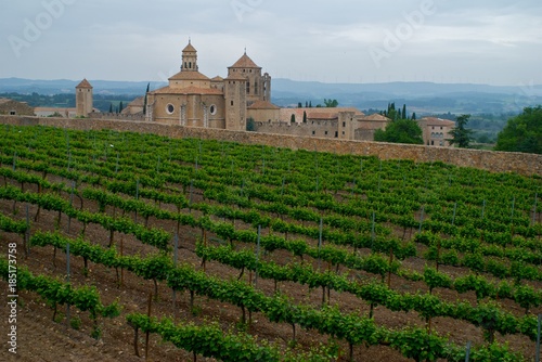 Old monastery vinery in Spain